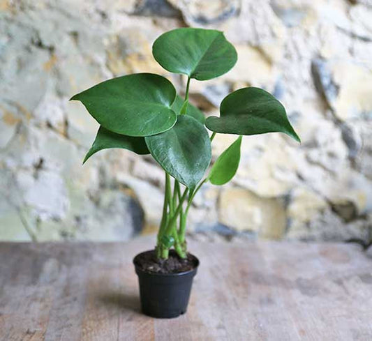 Monstera Deliciosa Care Guide - EdenOnEarthPlantCo.