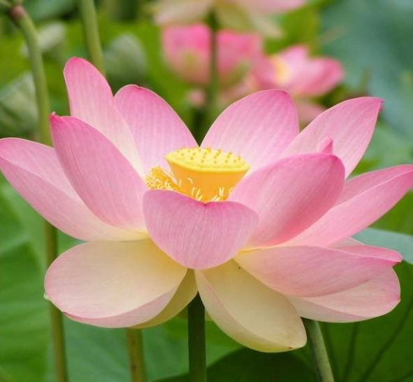 Sacred Pink Lotus Care Guide - EdenOnEarthPlantCo