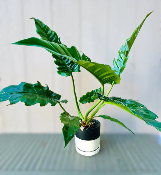 Philodendron Jungle Boogie Care Guide - EdenOnEarthPlantCo.