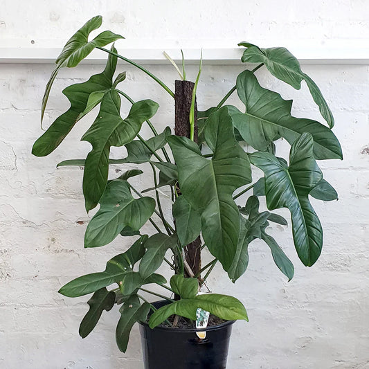 Philodendron Horse Head Care Guide - EdenOnEarthPlantCo.