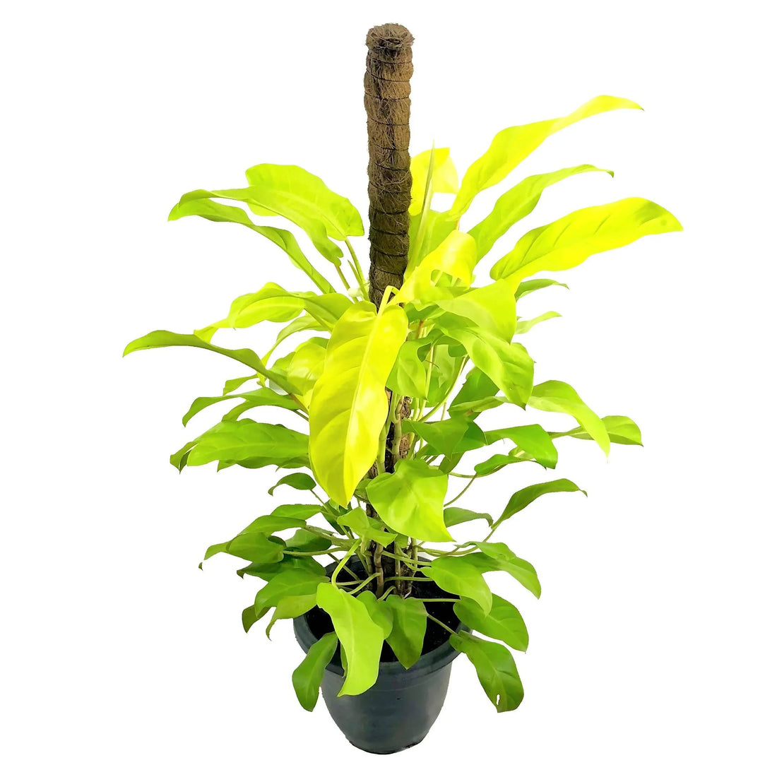 Philodendron Erubescens 'Gold' Blushing Care Guide - EdenOnEarthPlantCo.