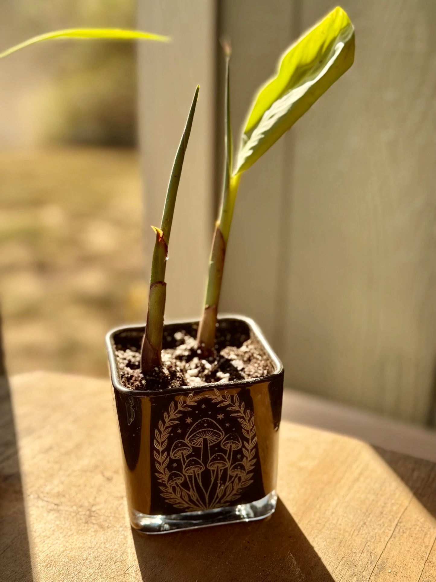 New! Iris, 2 Banana, Canna Starters