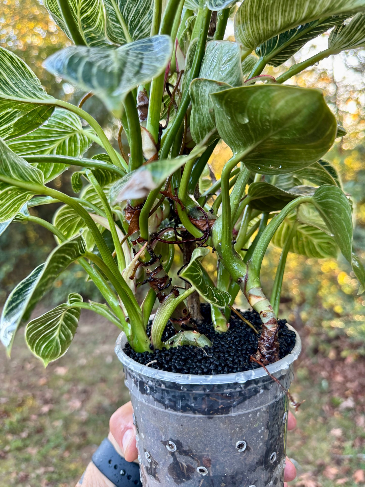 New! LARGE Philodendron Birkin