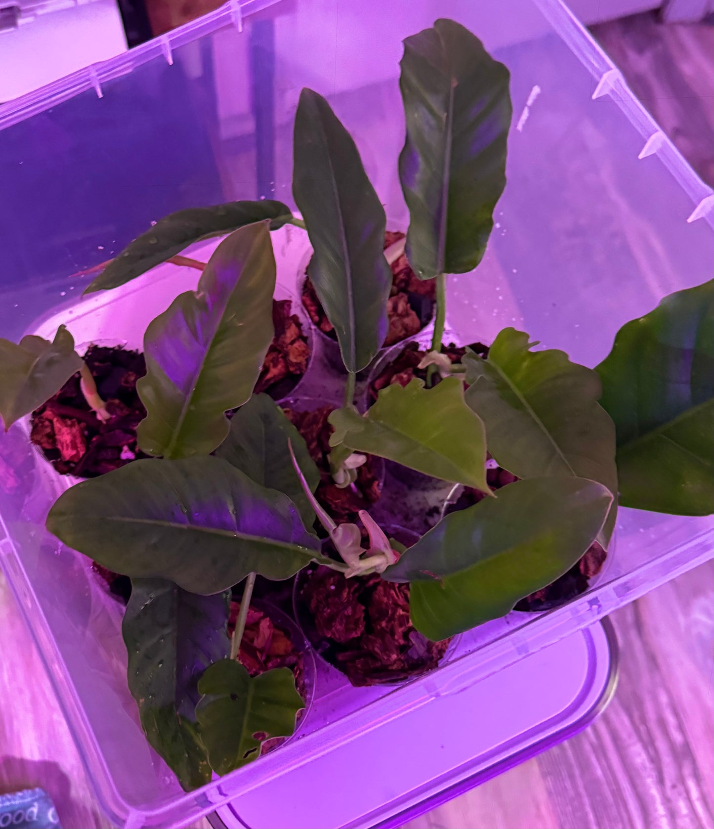 Philodendron Jungle Boogie - Rooted Starters