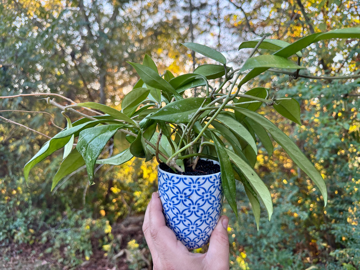 New!
Hoya Pubicalyx Coffee Mug