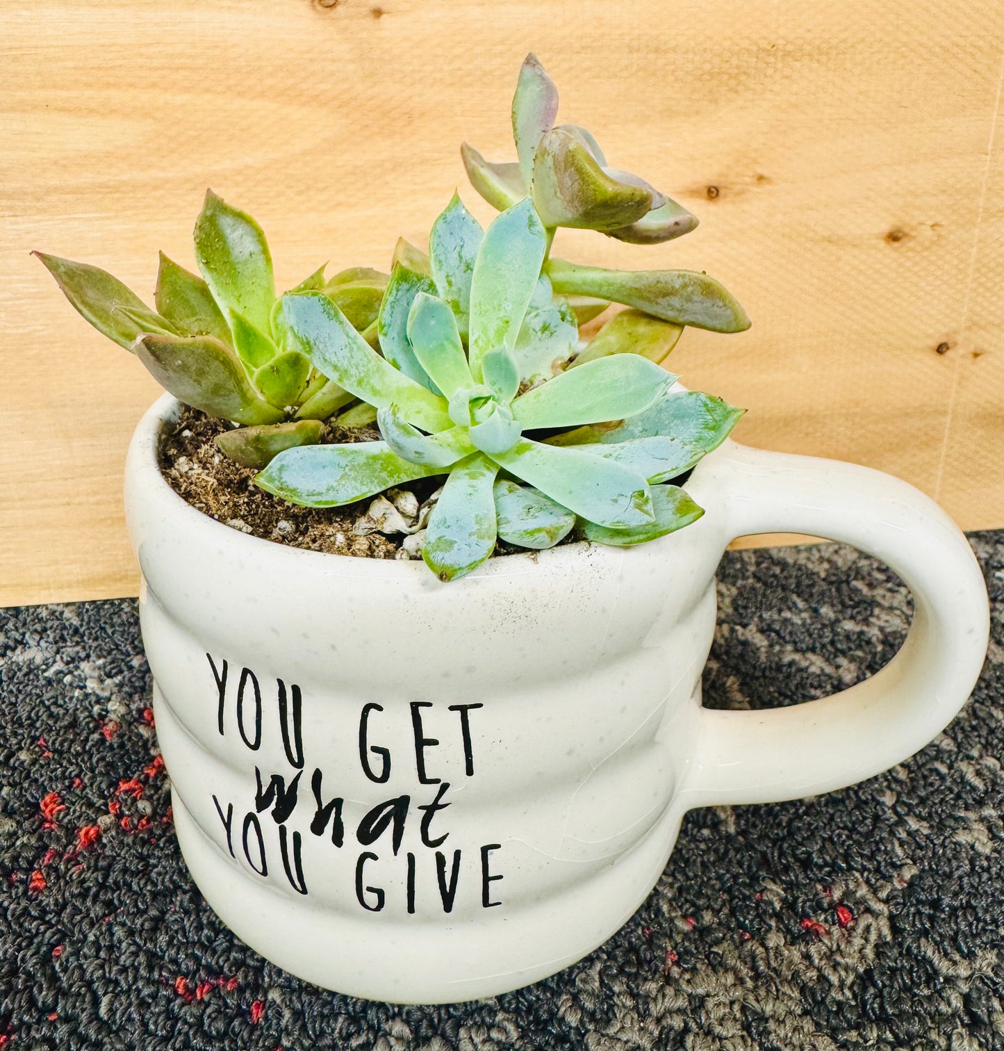 Mixed Succulent Coffee Mugs