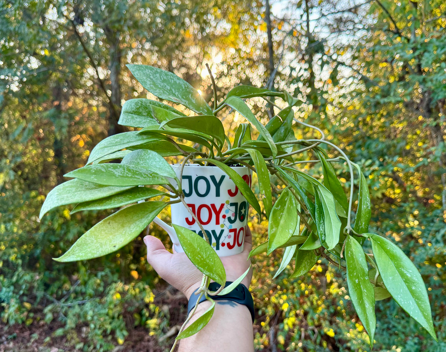 New!
Hoya Pubicalyx Coffee Mug