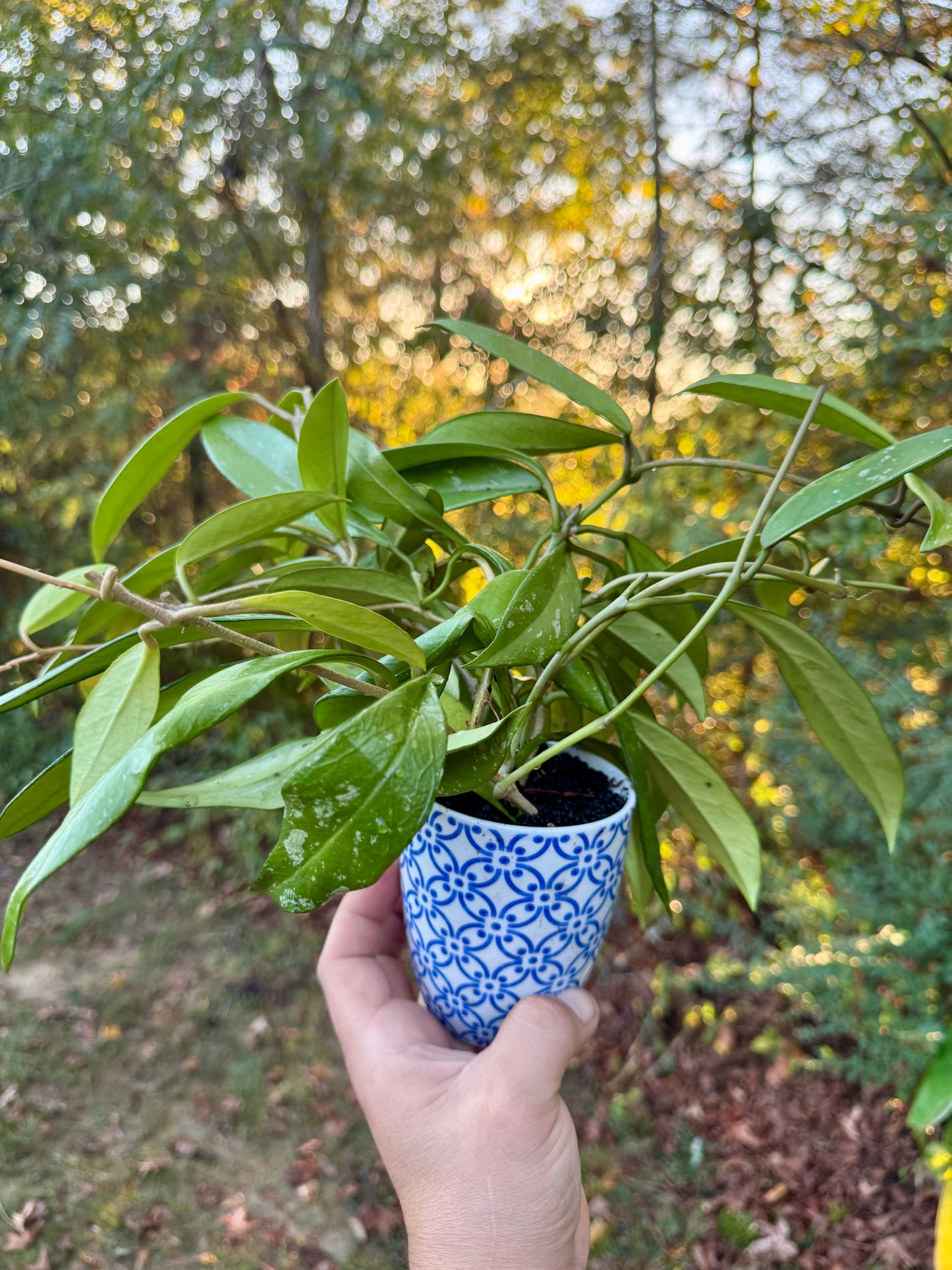 New!
Hoya Pubicalyx Coffee Mug