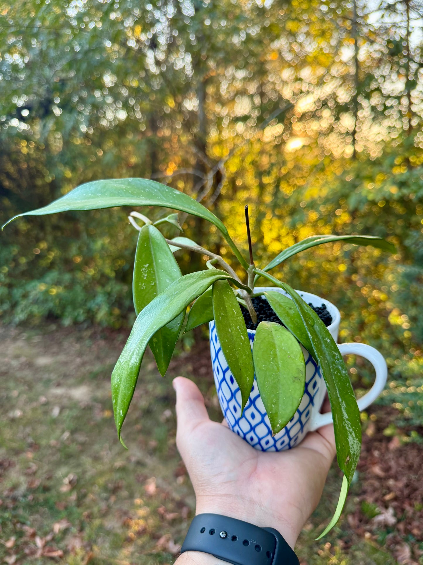 New!
Hoya Pubicalyx Coffee Mug
