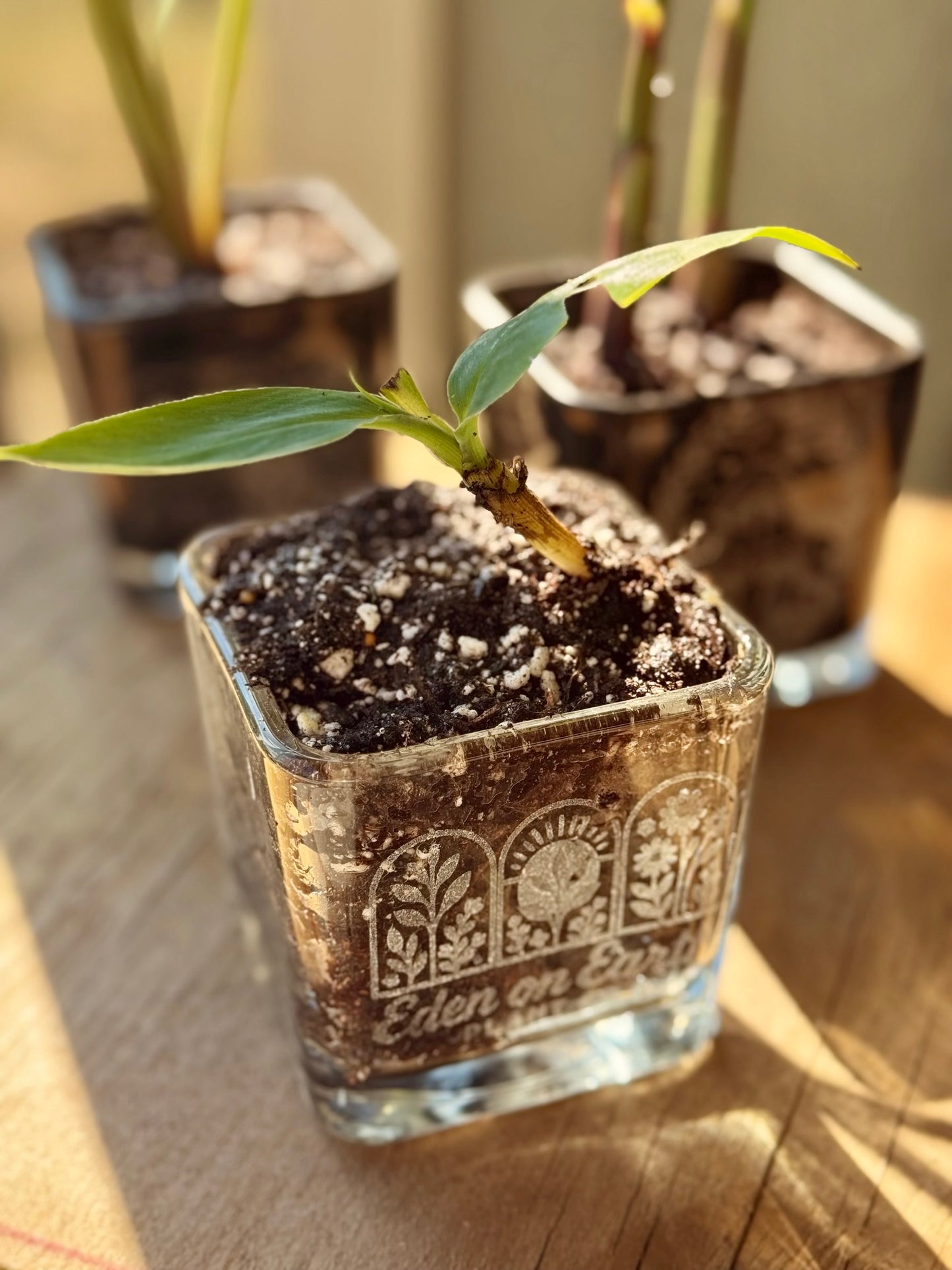 New! Iris, 2 Banana, Canna Starters