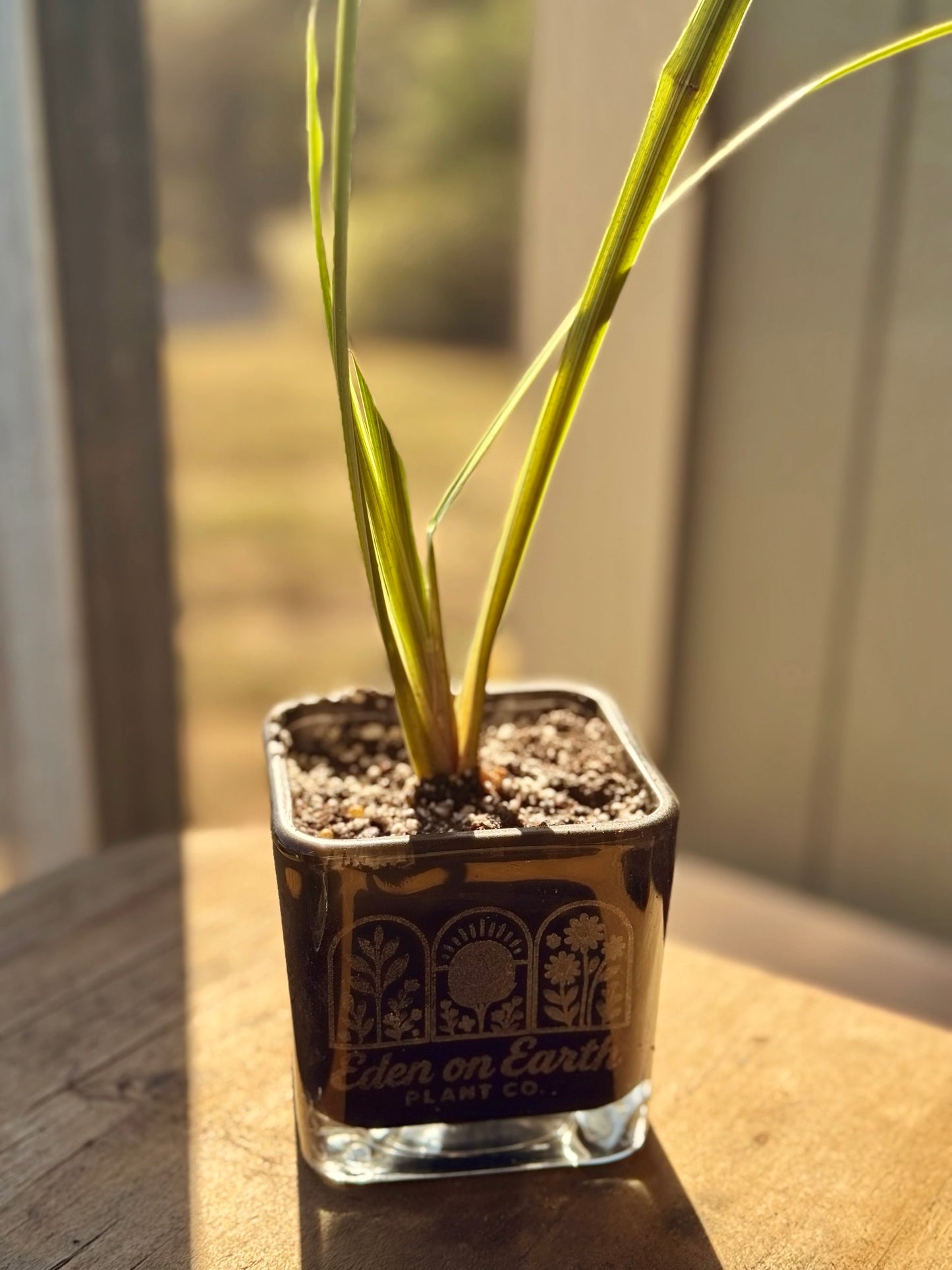 New! Iris, 2 Banana, Canna Starters
