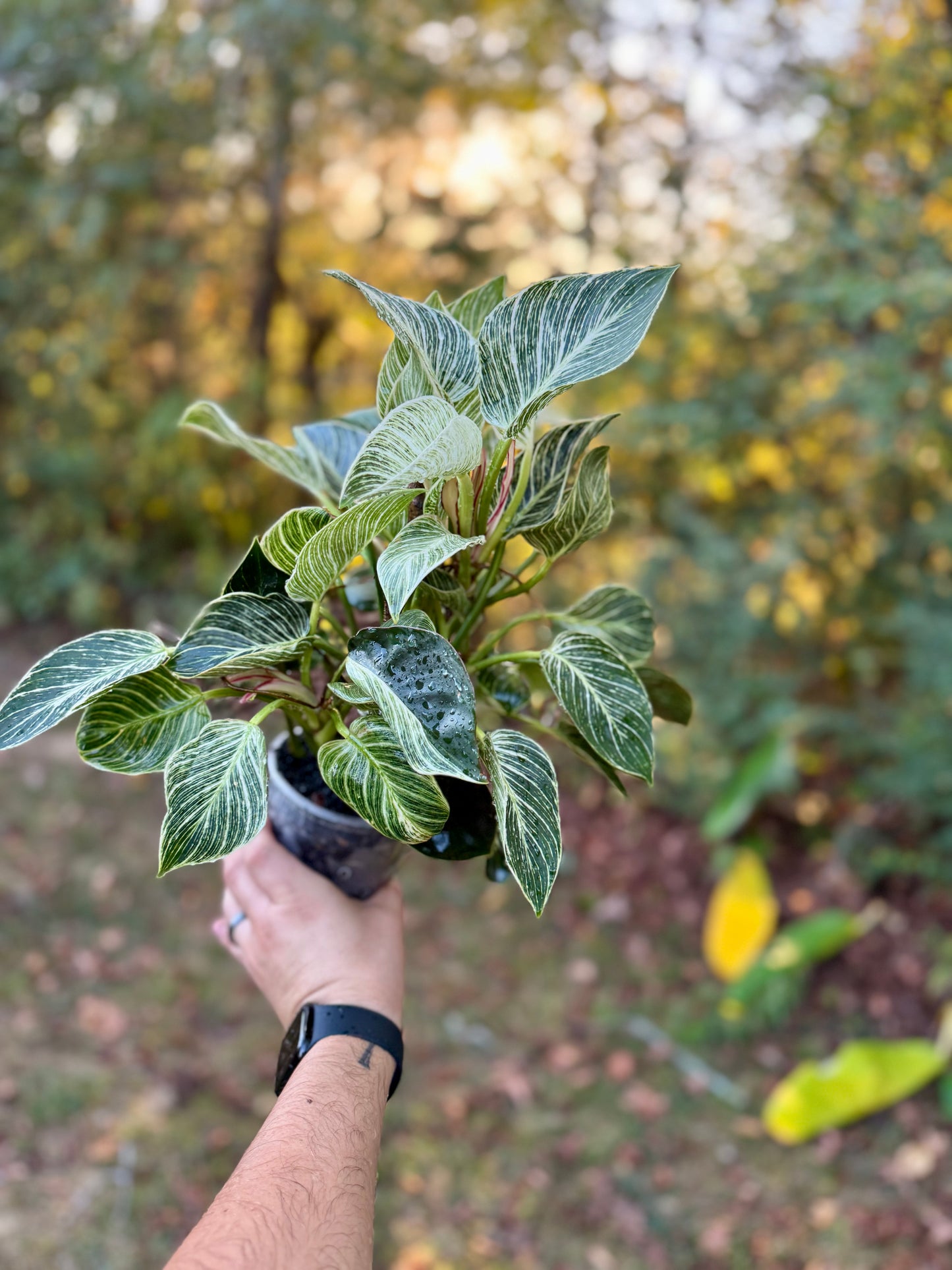 New! LARGE Philodendron Birkin