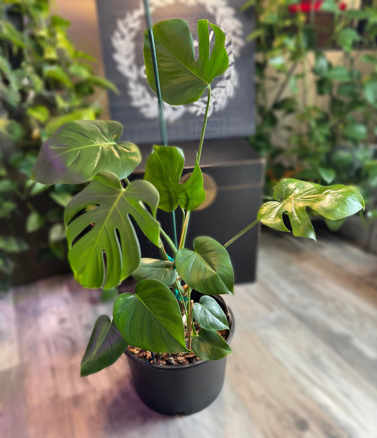 36” Three Sisters Monstera Deliciosa Pot