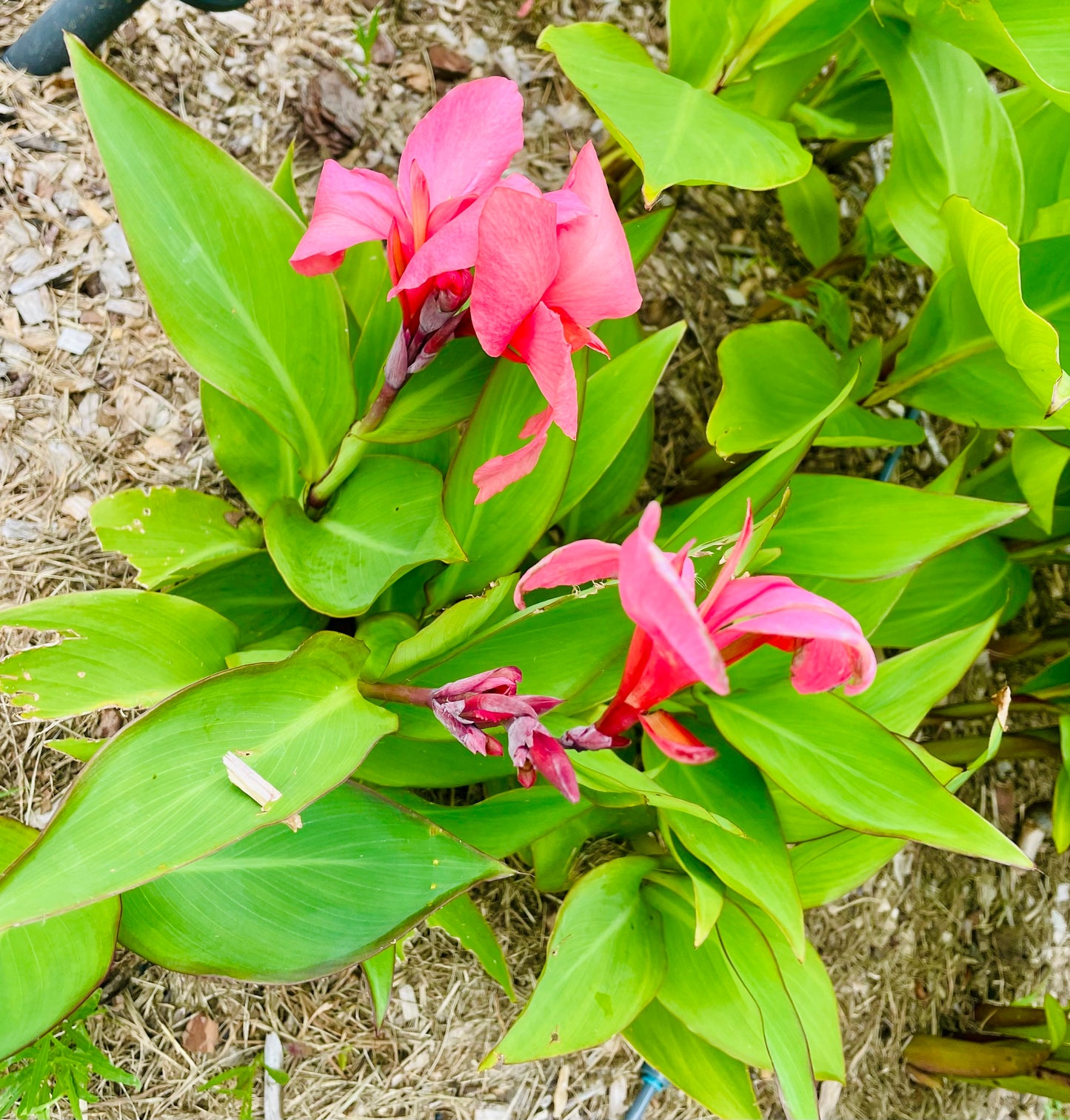 5x Dwarf Pink Canna Lily Seeds
