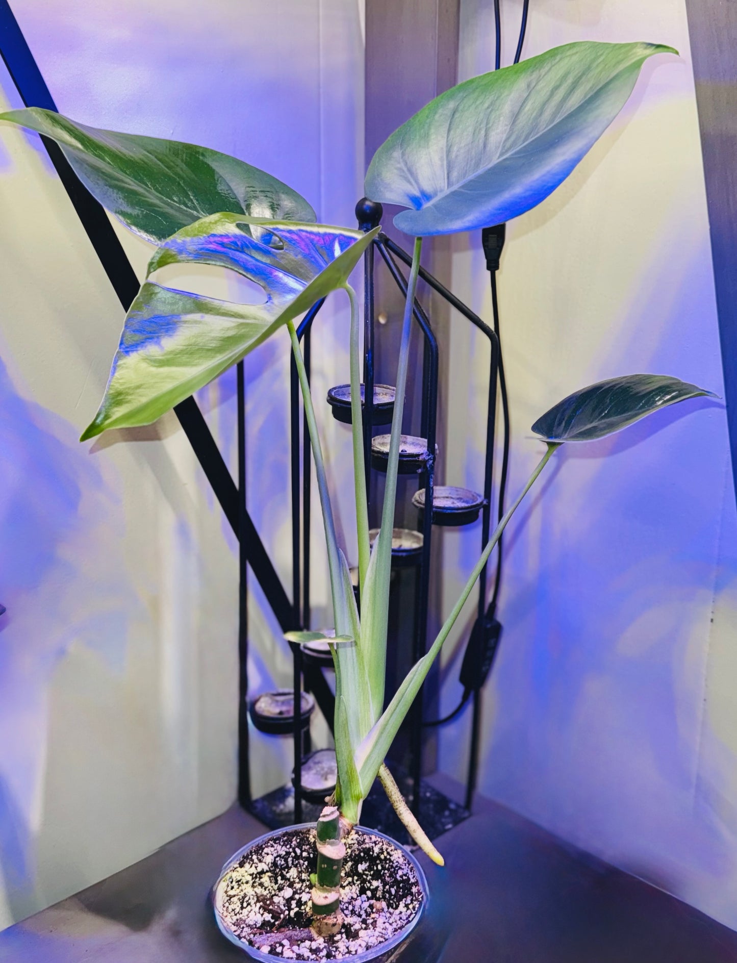 12” Monstera Deliciosa