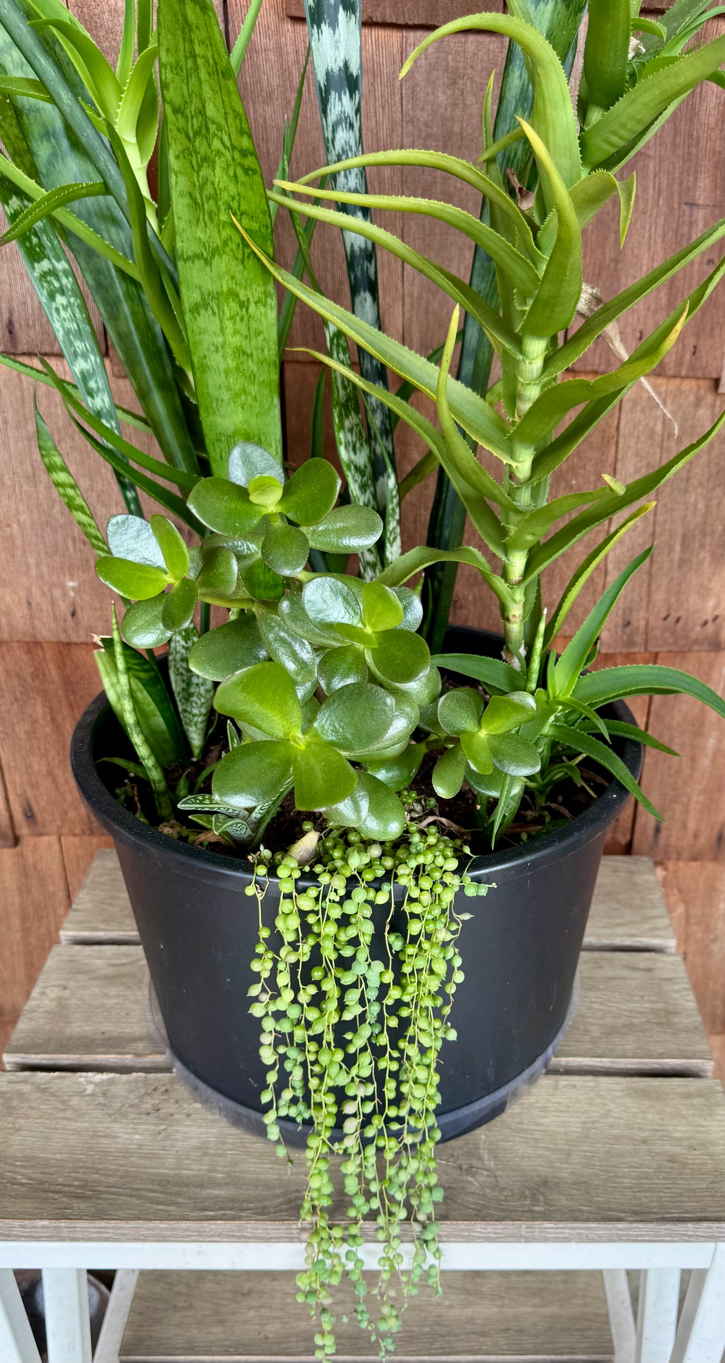 EXTRA LARGE Mixed Succulent Arrangement