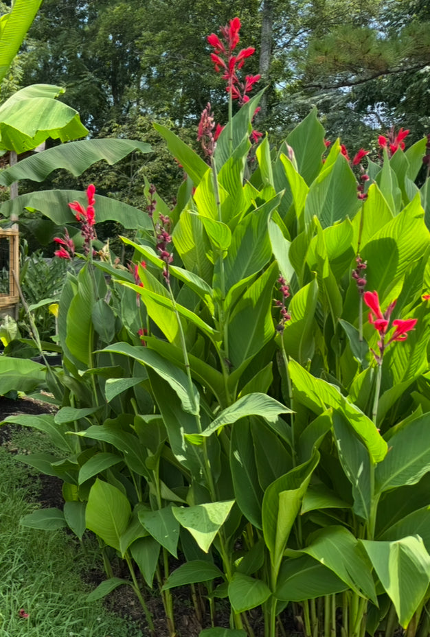 Indian Shot - Canna Lily Rhizome