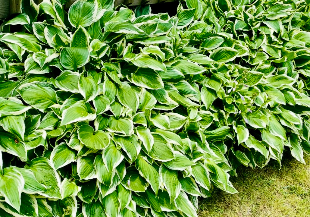 Hosta Root Ball (Size Options)
