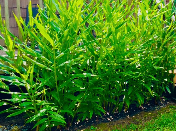 White Ginger Lily - Rhizome