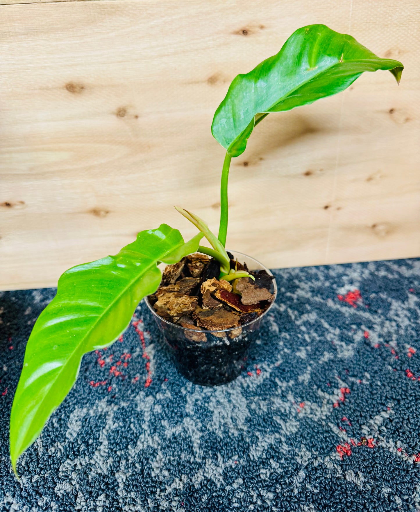 Philodendron Jungle Boogie - Rooted Starters