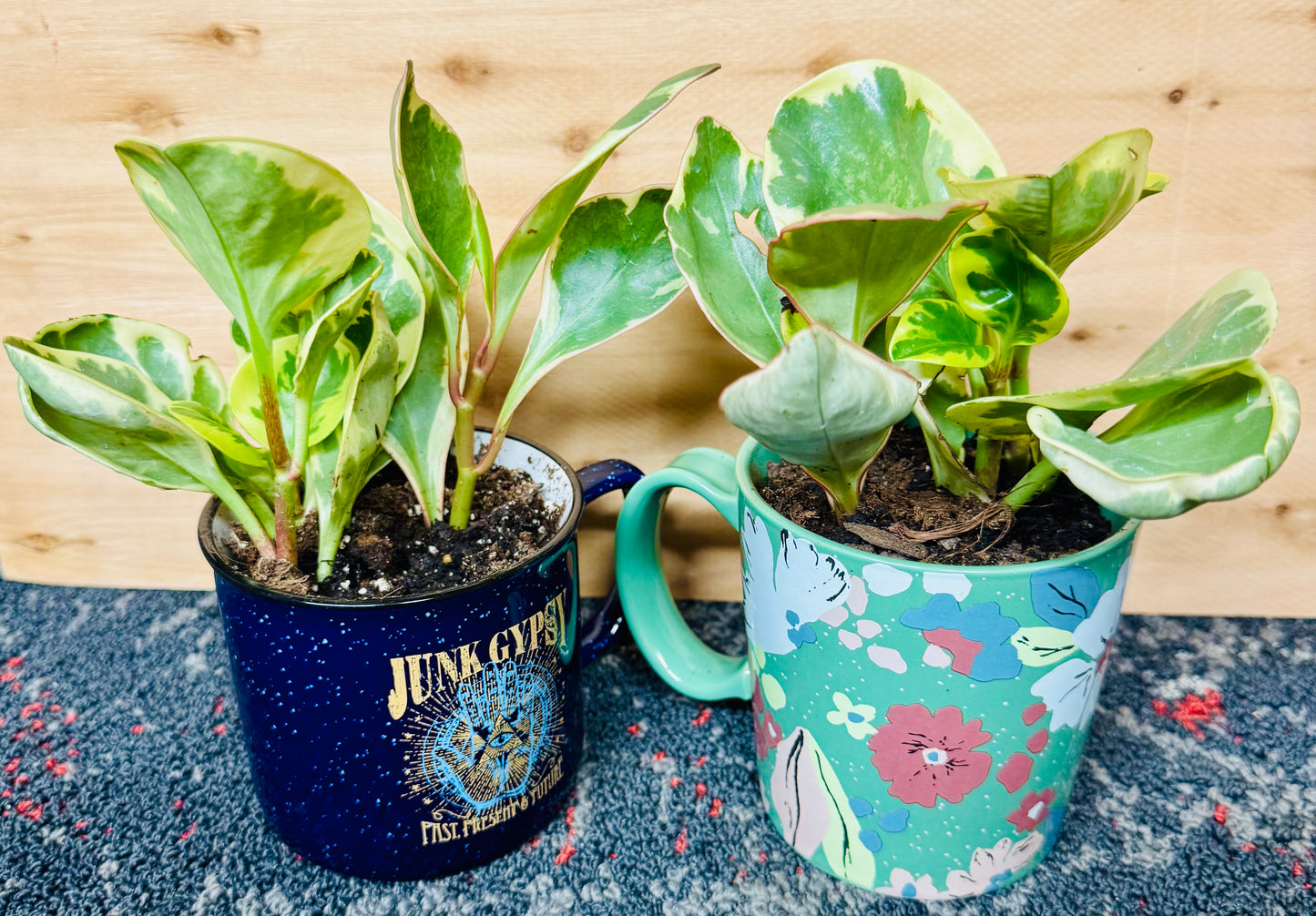 6” Baby Rubber Plant Coffee Mugs