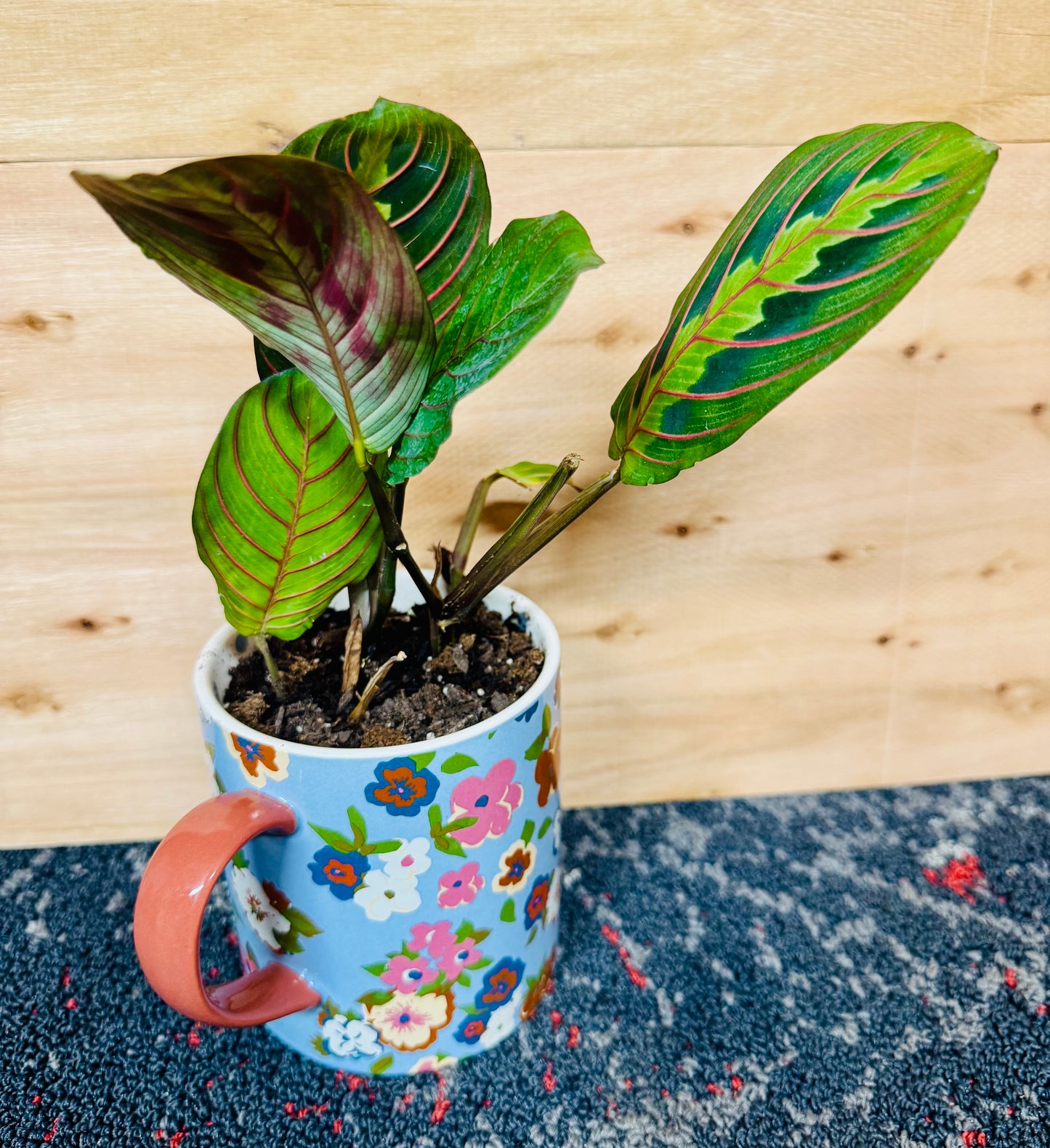 6” Prayer Plant