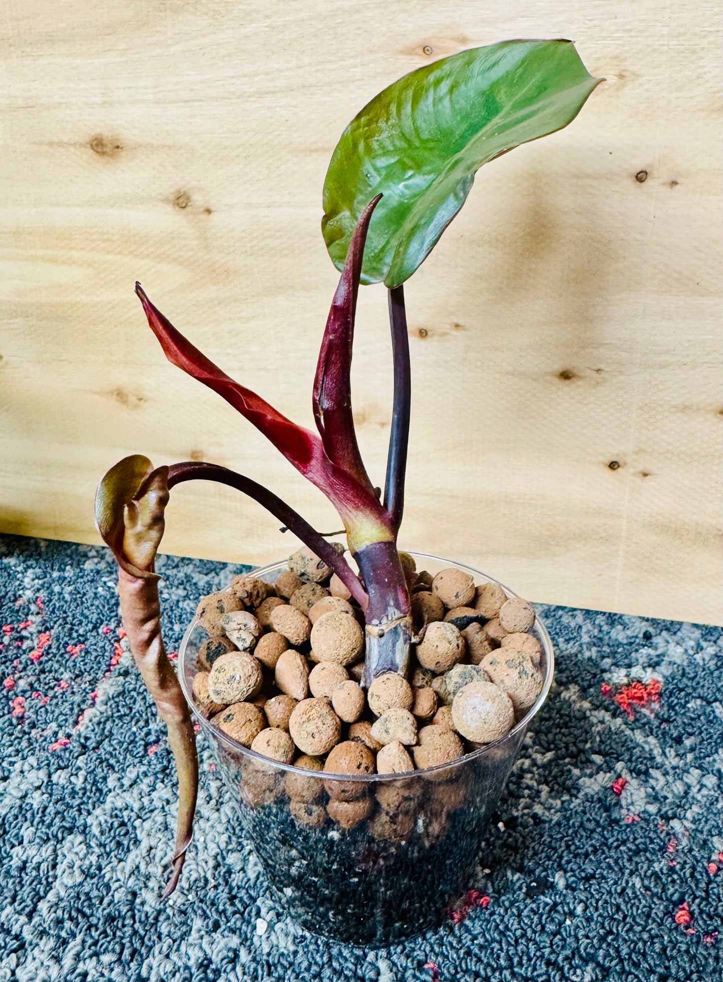6” Philodendron Congo Rojo - Rooted Starter