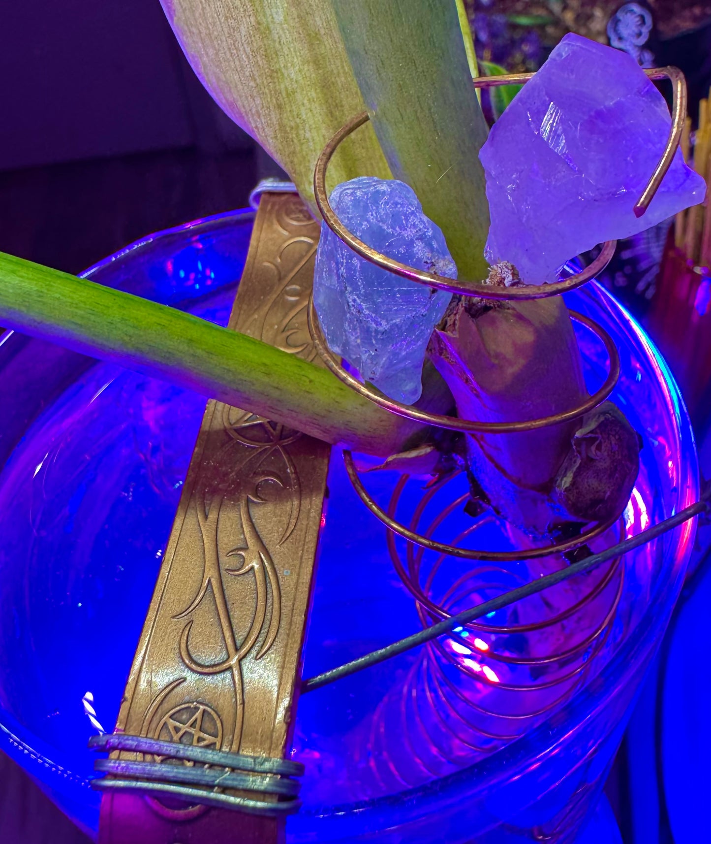 Philodendron Jungle Boogie — Copper Conduction & Mineral Energy Rooting