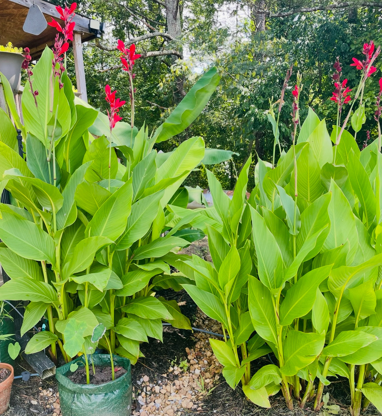 Indian Shot - Canna Lily Rhizome