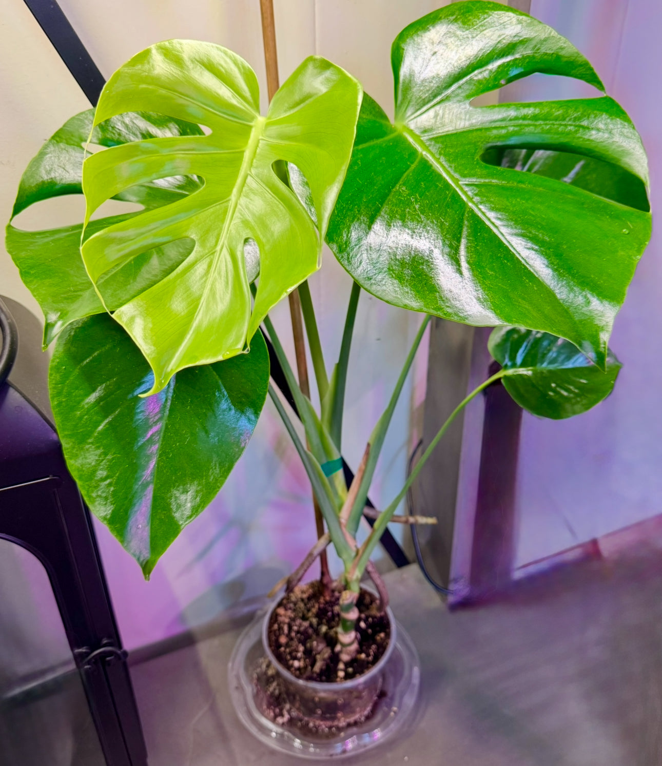 16”-20” Monstera Deliciosa