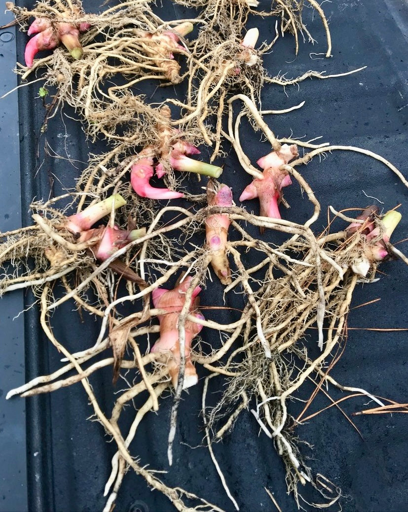 White Ginger Lily - Rhizome