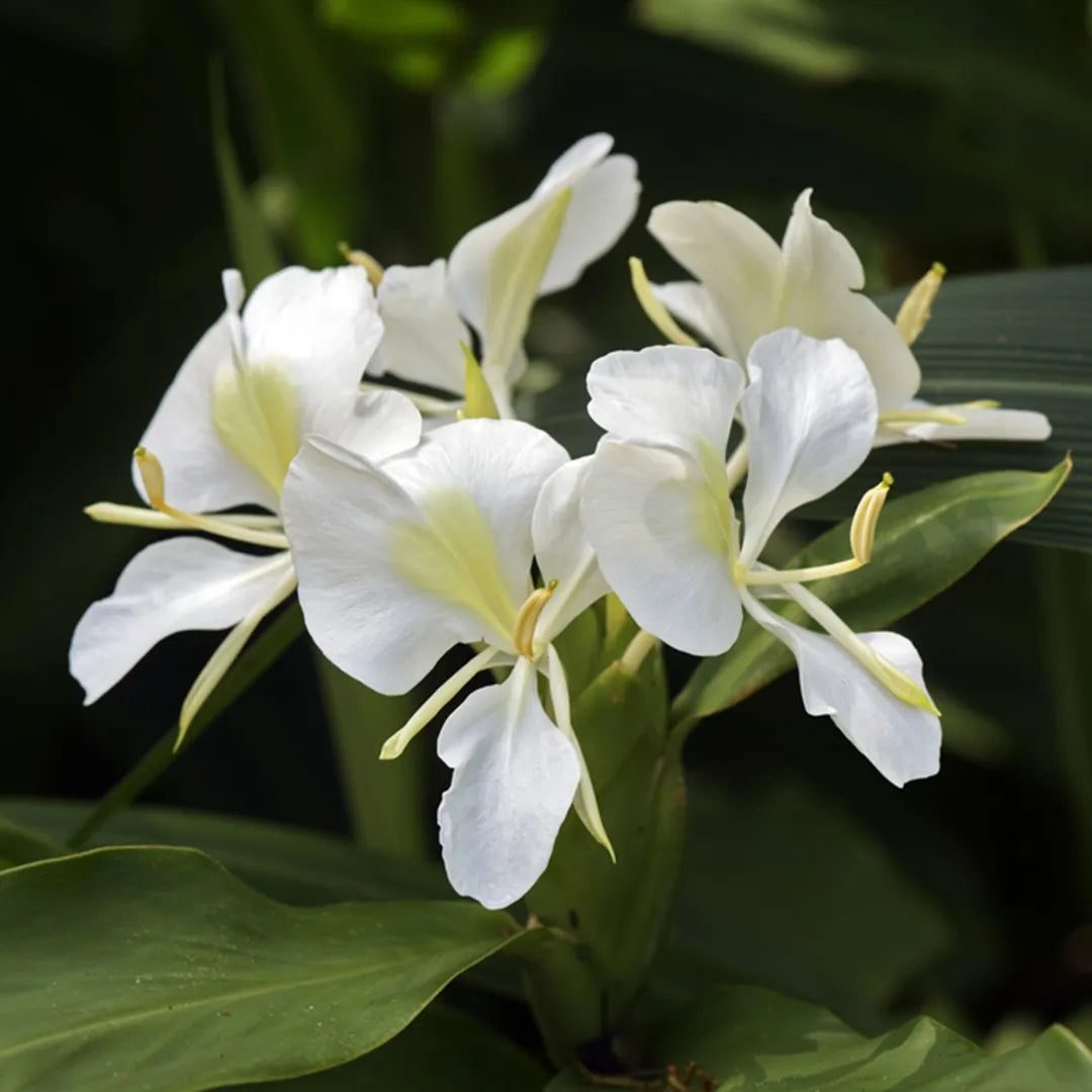 White Ginger Lily - Rhizome