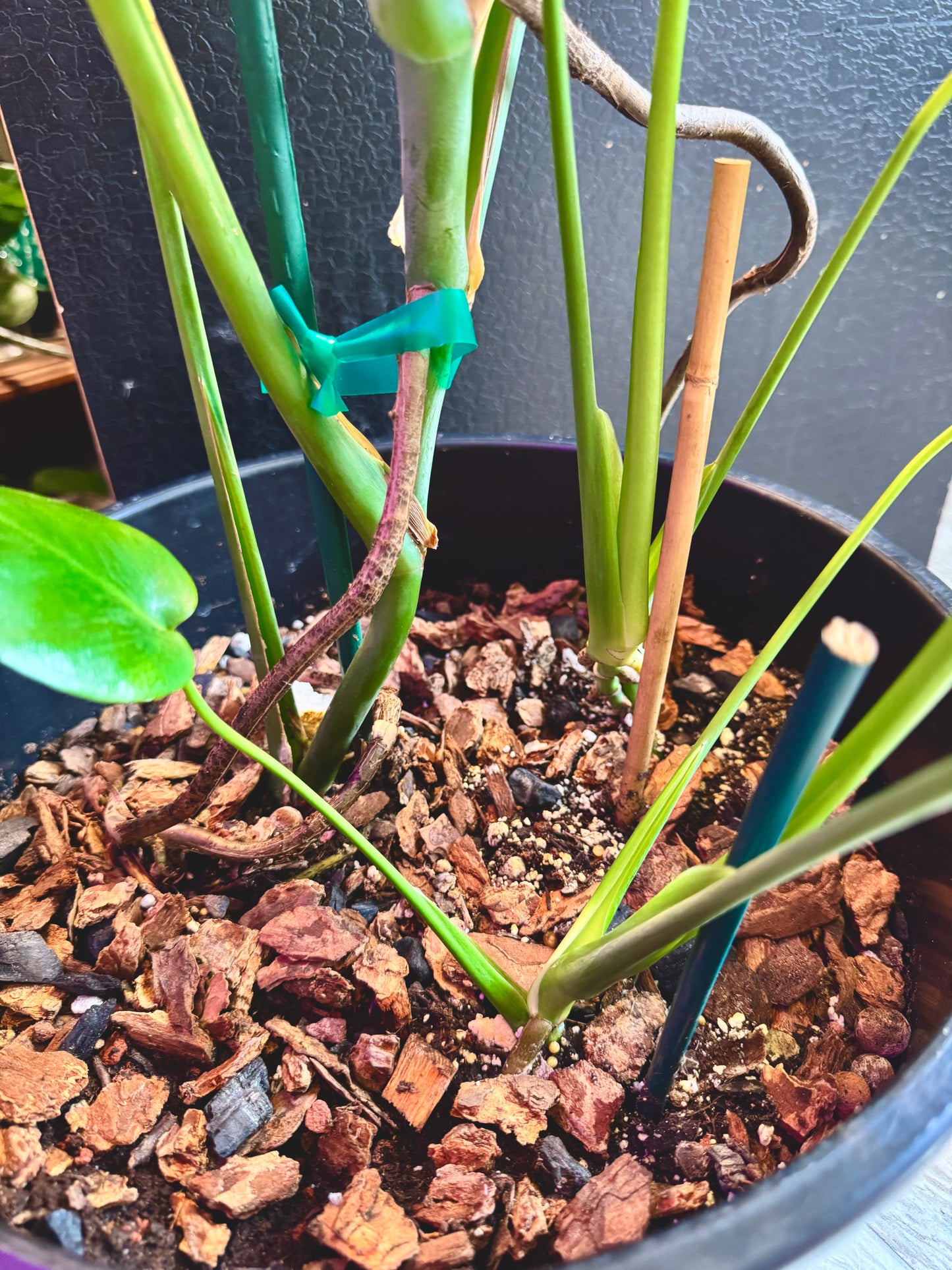 36” Three Sisters Monstera Deliciosa Pot