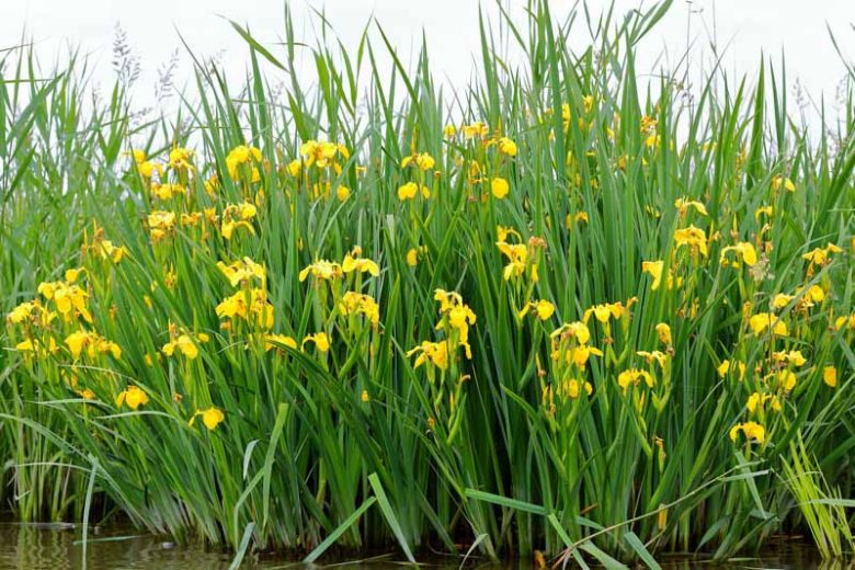 10x Yellow Iris Seeds