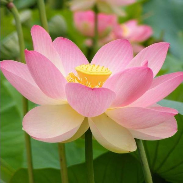 *LIMITED ITEM* 2x Sacred Pink Lotus Seeds