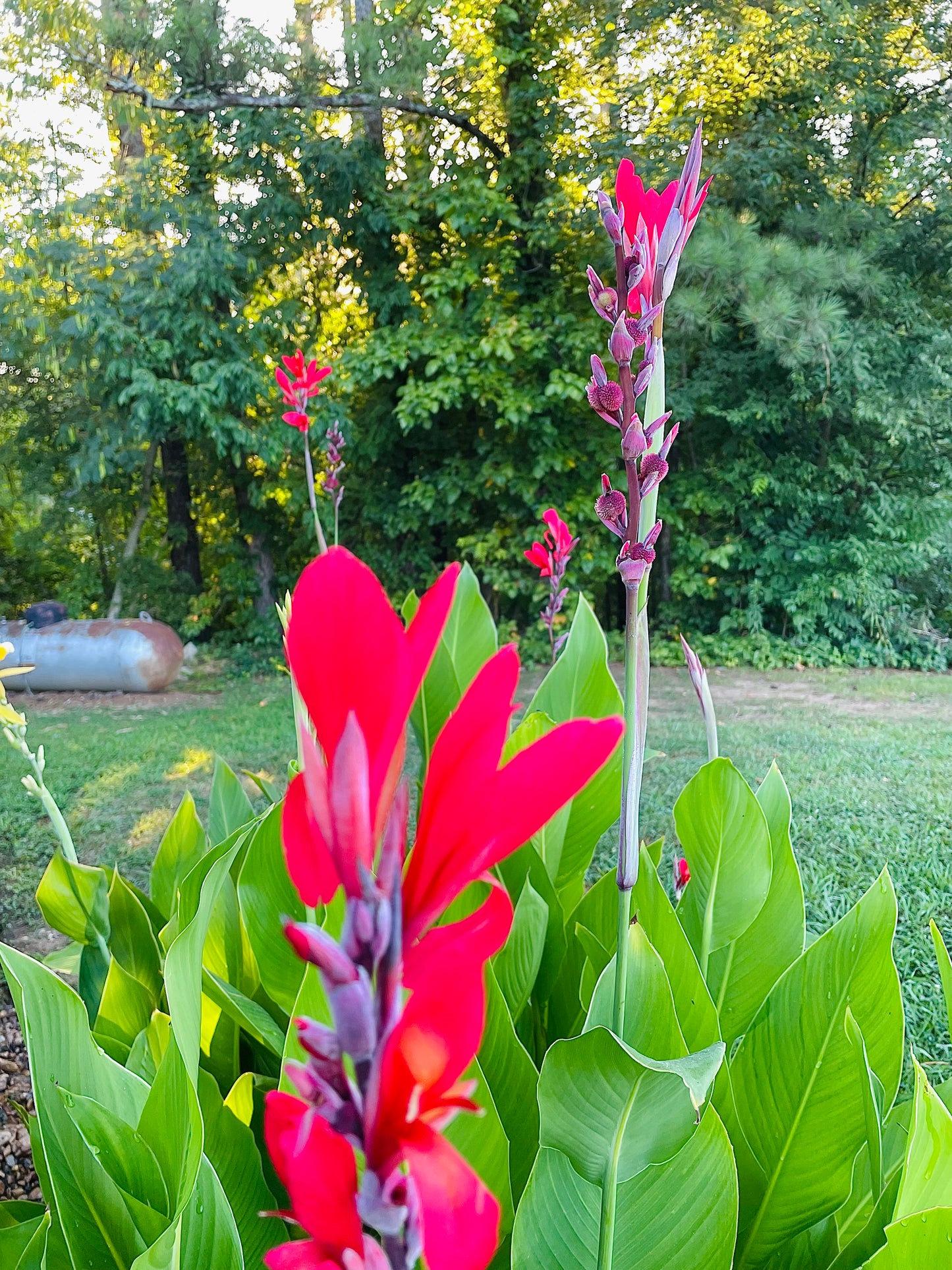 Canna Indica - Indian Shot - 10 Seeds