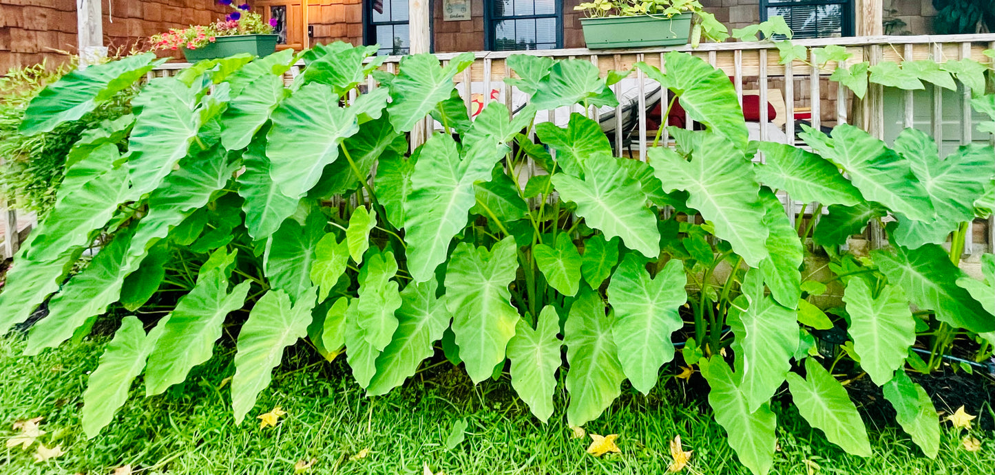 Colocasia Elephant Ear Rhizome
