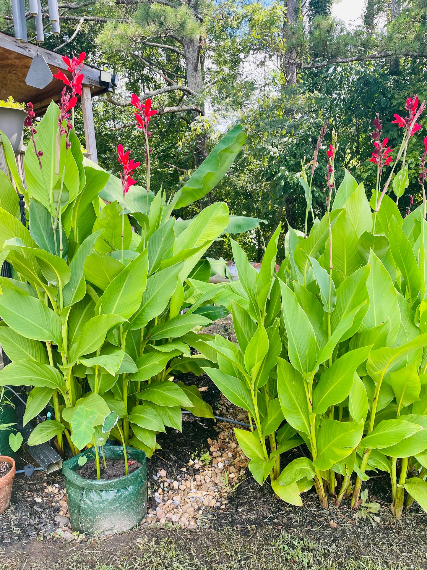 Canna Indica - Indian Shot - 10 Seeds