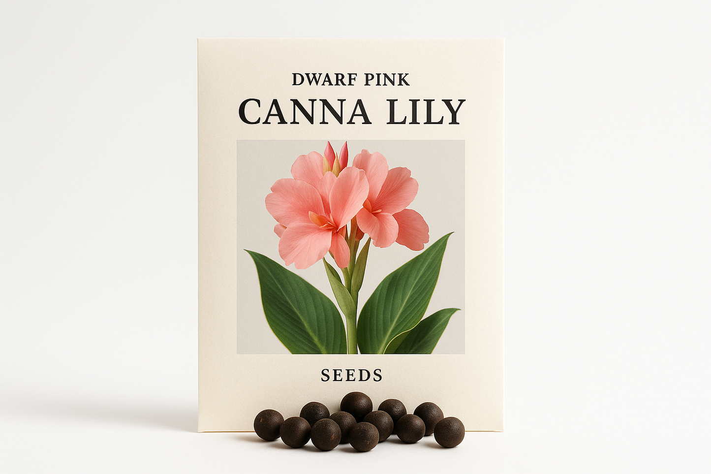 Professional Dwarf Pink Canna Lily Seeds