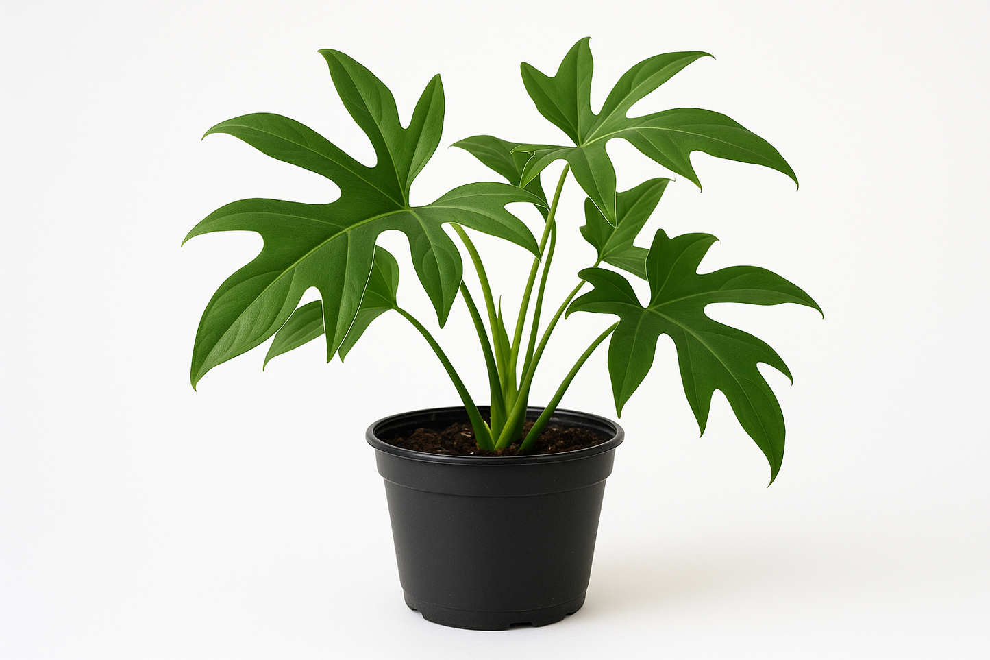 Professional Philodendron Horse Head