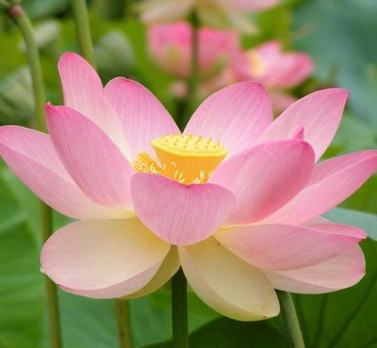 Sacred Pink Lotus Care Guide - EdenOnEarthPlantCo