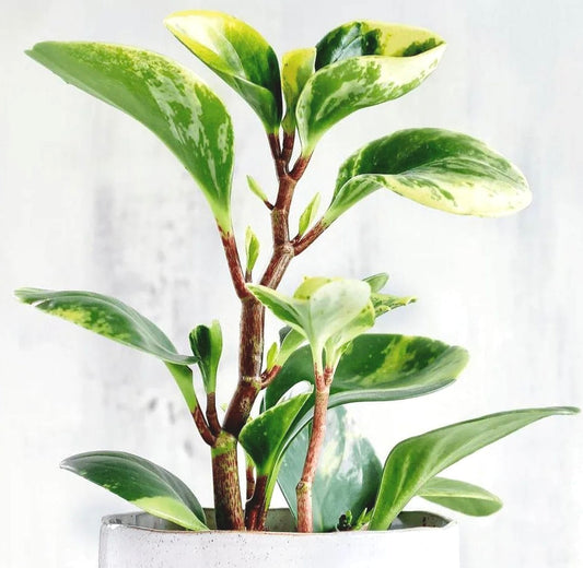 Baby Rubber Plant Care Guide - EdenOnEarthPlantCo