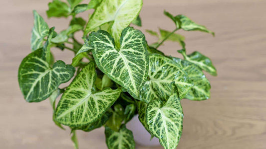 Syngonium Evergreen Care Guide - EdenOnEarthPlantCo.