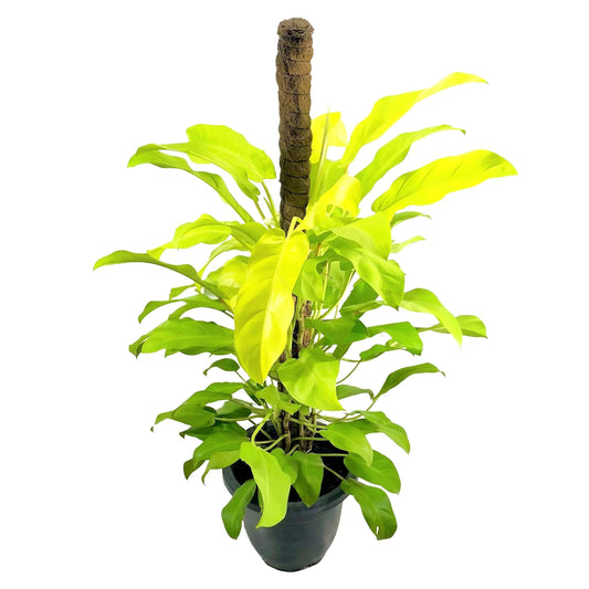 Philodendron Erubescens 'Gold' Blushing Care Guide - EdenOnEarthPlantCo.
