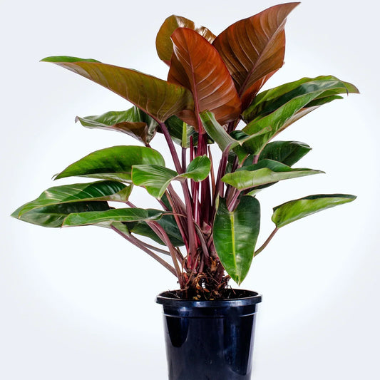Philodendron Congo Rojo Care Guide - EdenOnEarthPlantCo.