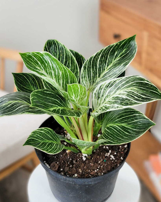 Philodendron Birkin Care Guide - EdenOnEarthPlantCo