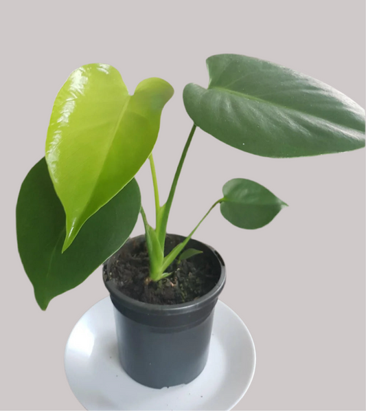 12” Monstera Deliciosa