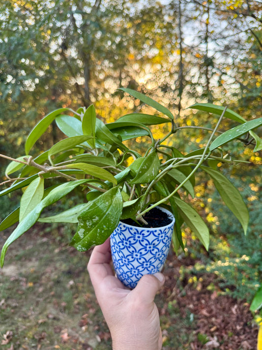 New! 
Hoya Pubicalyx Coffee Mug