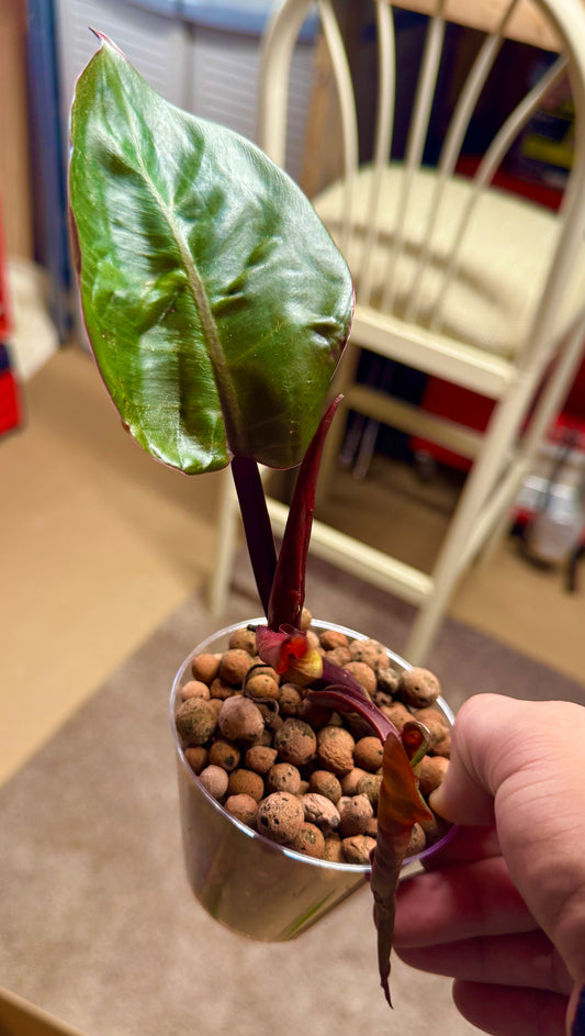 6” Philodendron Congo Rojo - Rooted Starter