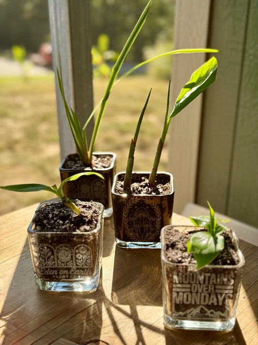 New! Iris, 2 Banana, Canna Starters